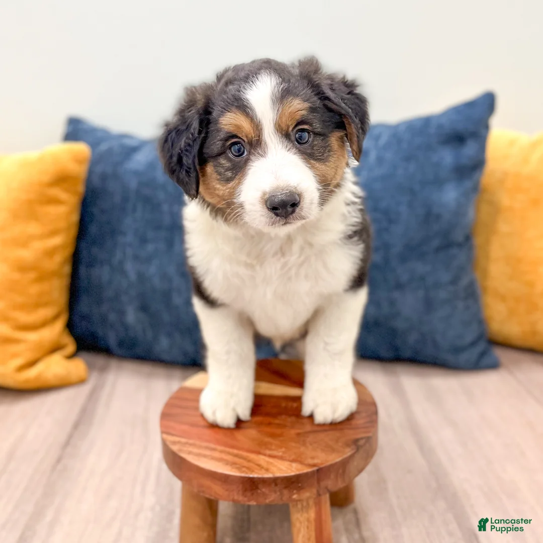 Australian Shepherd dogs for sale: Sammy - Ad 2