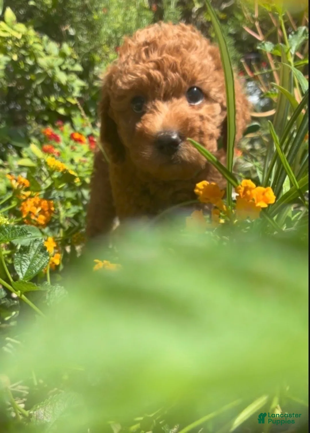 Double Doodle dogs for sale: Name: To be Decided - Ad 2