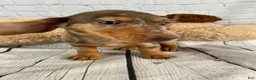 Miniature Dachshund dogs for sale: Hailey - Ad 4