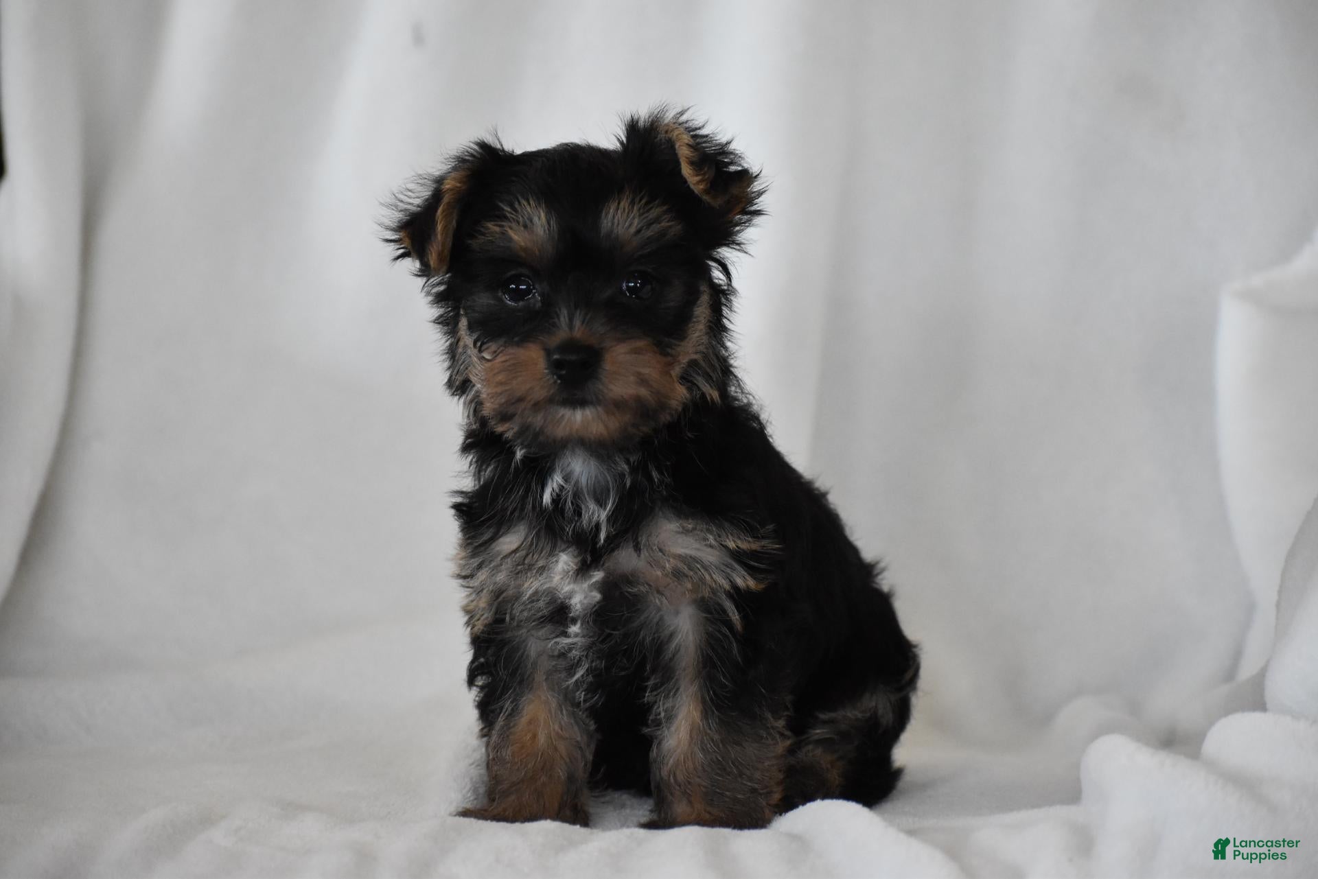 Yorkshire Terrier dogs Zane - Ad 2