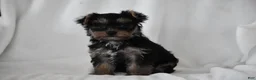 Yorkshire Terrier dogs for sale: Zane - Ad 2