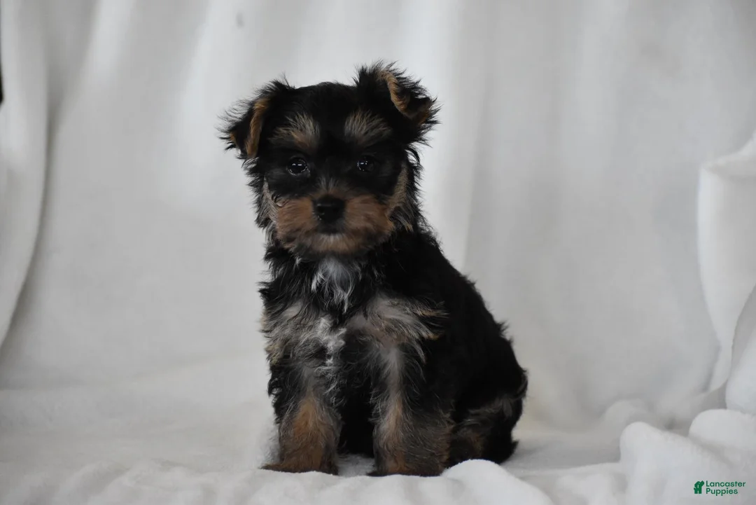 Yorkshire Terrier dogs for sale: Zane - Ad 2