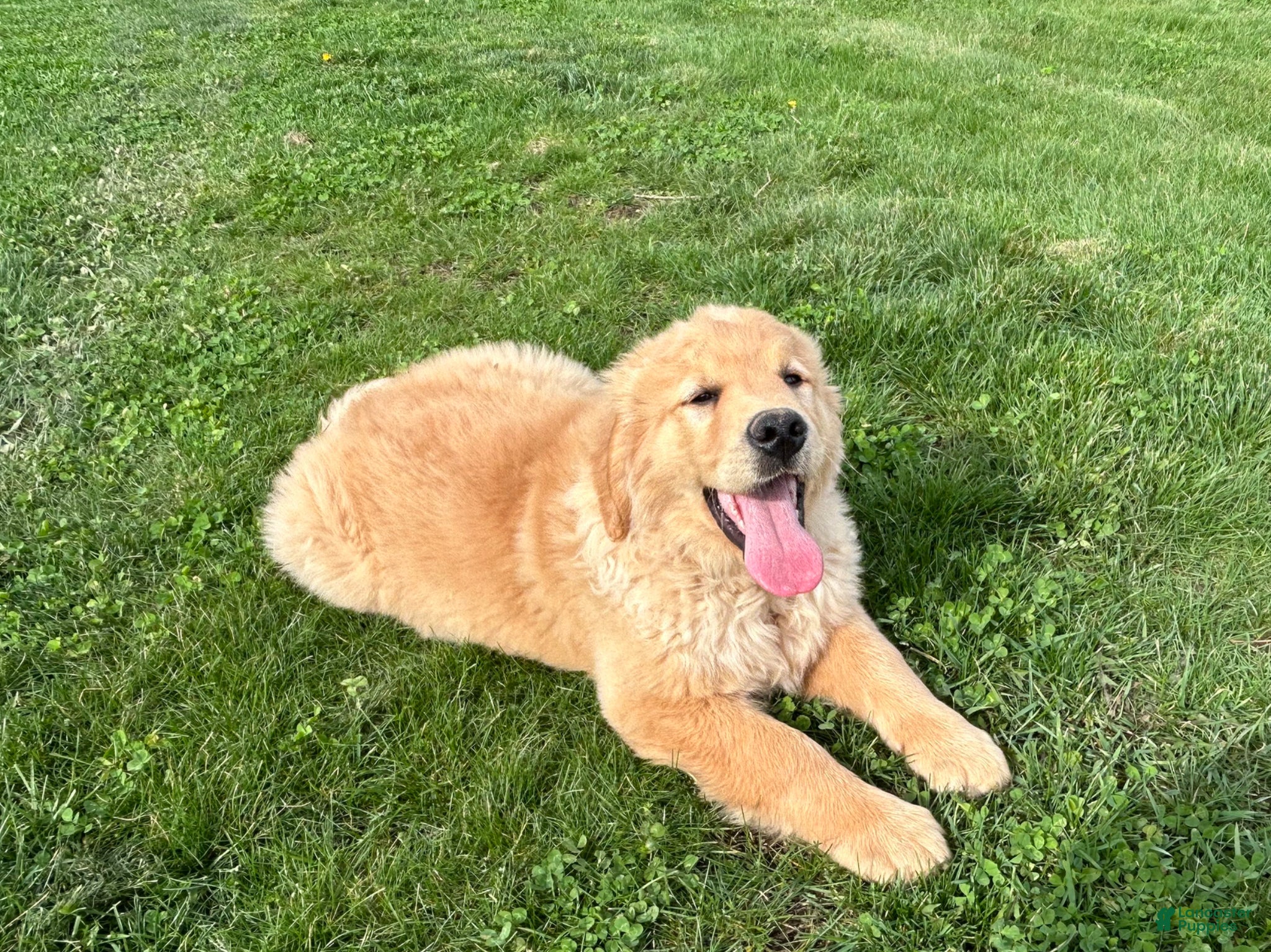 Golden Retriever dogs Charlie  - Ad 1