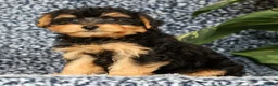Yorkiepoo dogs for sale: Ricky - Ad 1