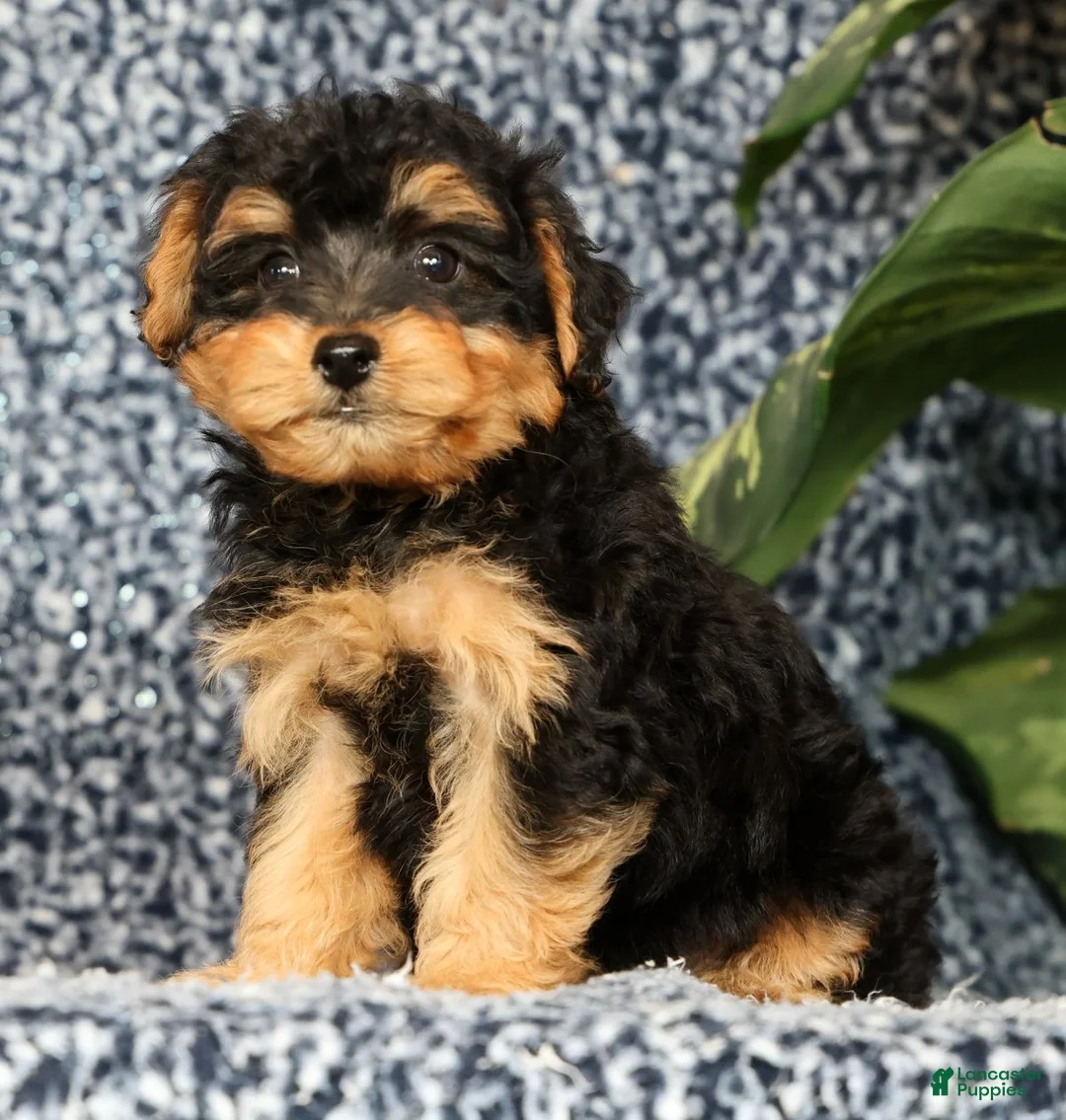 Yorkiepoo dogs for sale: Ricky - Ad 1