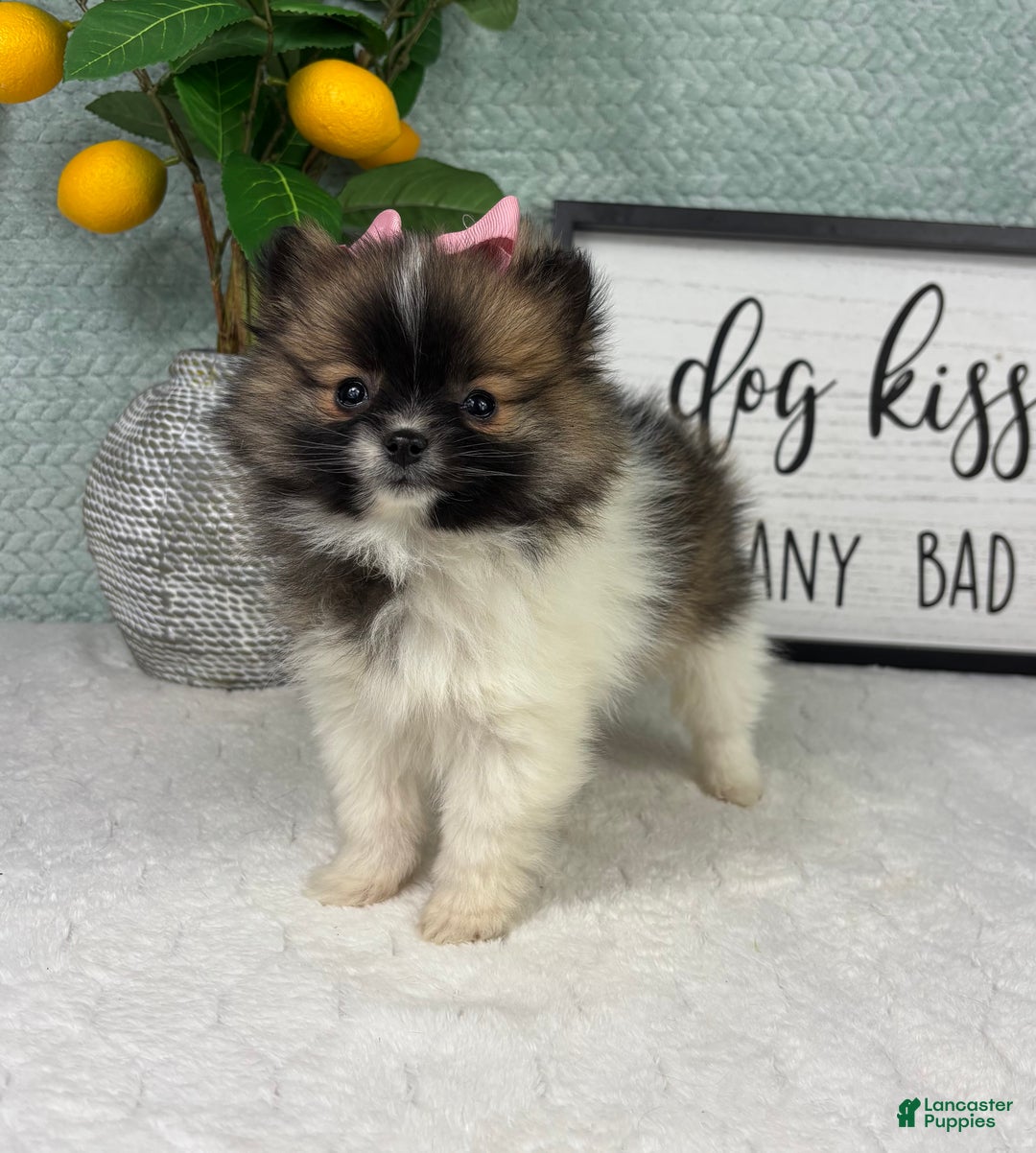 Pomeranian dogs for sale: Penelope  - Ad 2