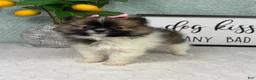 Pomeranian dogs for sale: Penelope  - Ad 2