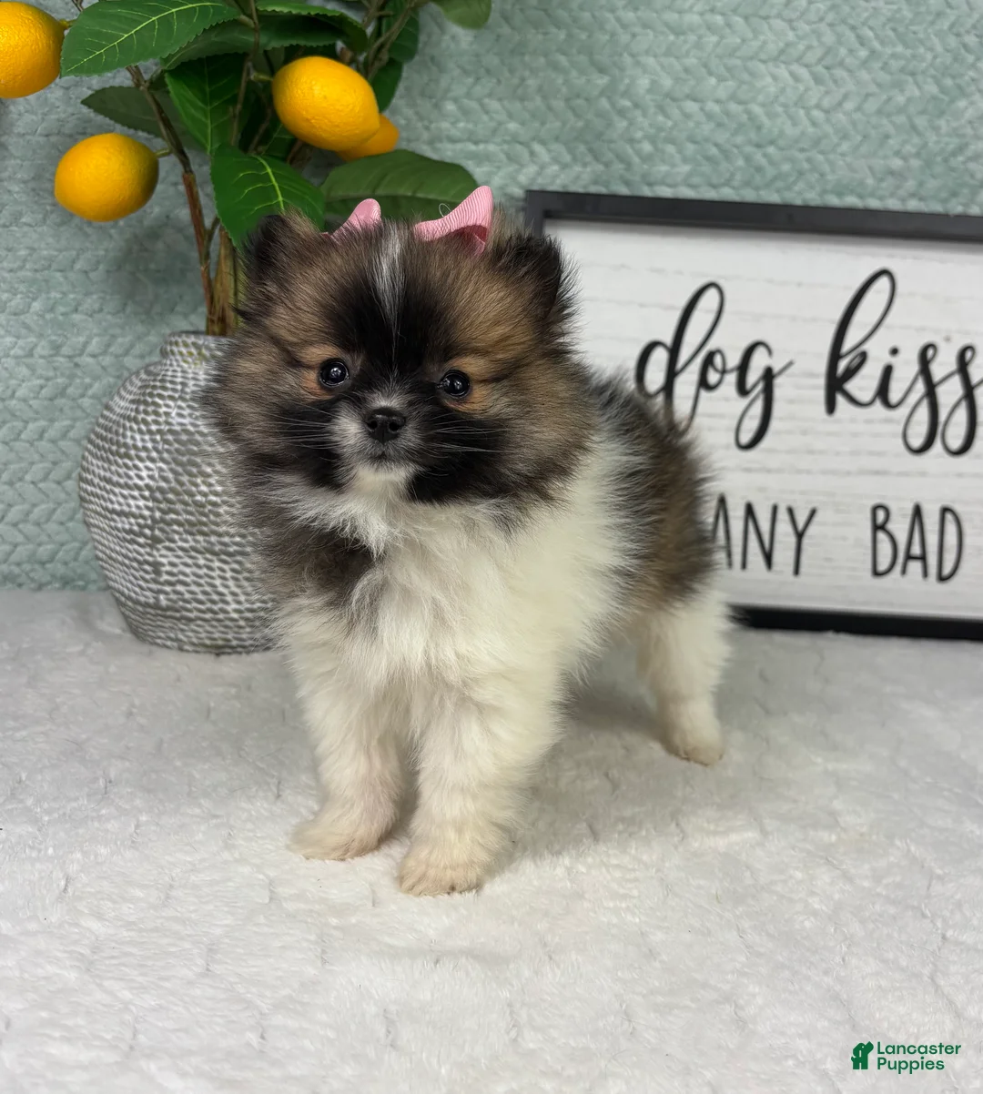 Pomeranian dogs for sale: Penelope  - Ad 2