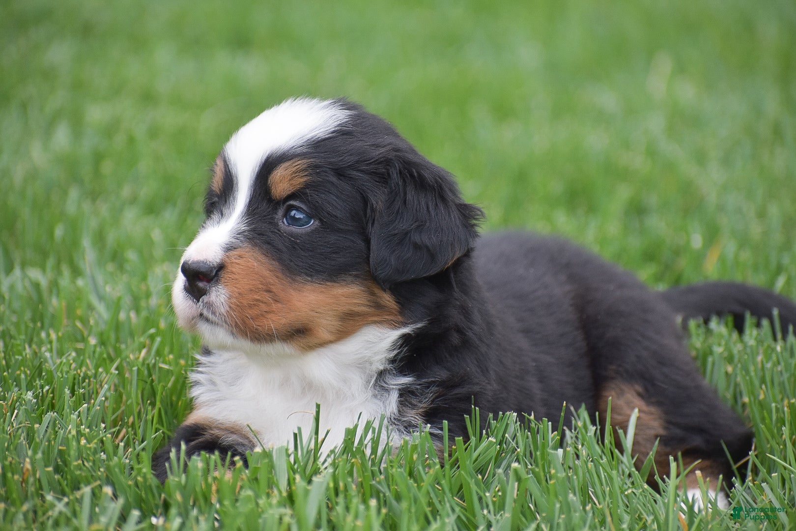Bernese Mountain Dog dogs for sale: Meadow - Ad 4