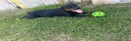 Rottweiler dogs for sale: Rottweiler 1 - Ad 2