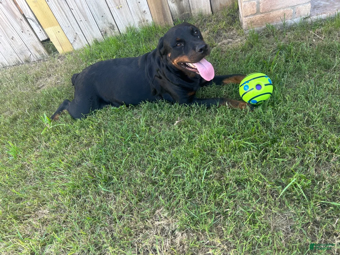 Rottweiler dogs for sale: Rottweiler 1 - Ad 2