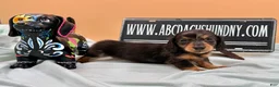 Miniature Dachshund dogs for sale: Russian AKC dapple Lh girl - Ad 3