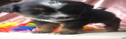 Australian Shepherd dogs for sale: Australian Shepherd 5 (female) - Ad 4