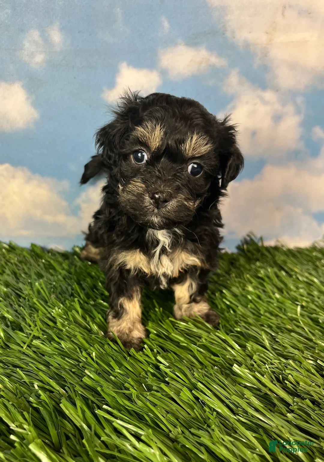 Teddy Bear dogs for sale: Fettuccine - Ad 2
