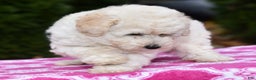 Toy Poodle dogs for sale: Tessa - Ad 4