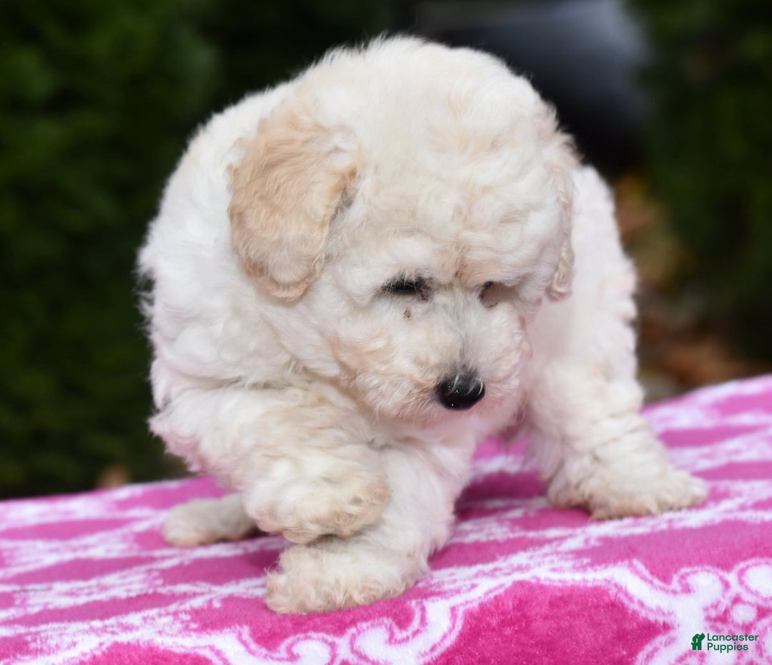 Toy Poodle dogs for sale: Tessa - Ad 4