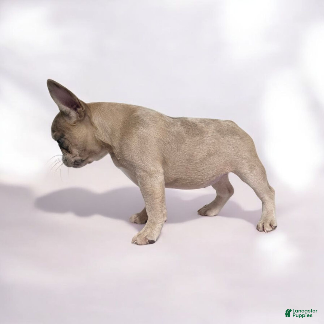 French Bulldog dogs for sale: French Bulldog chanel - Ad 2