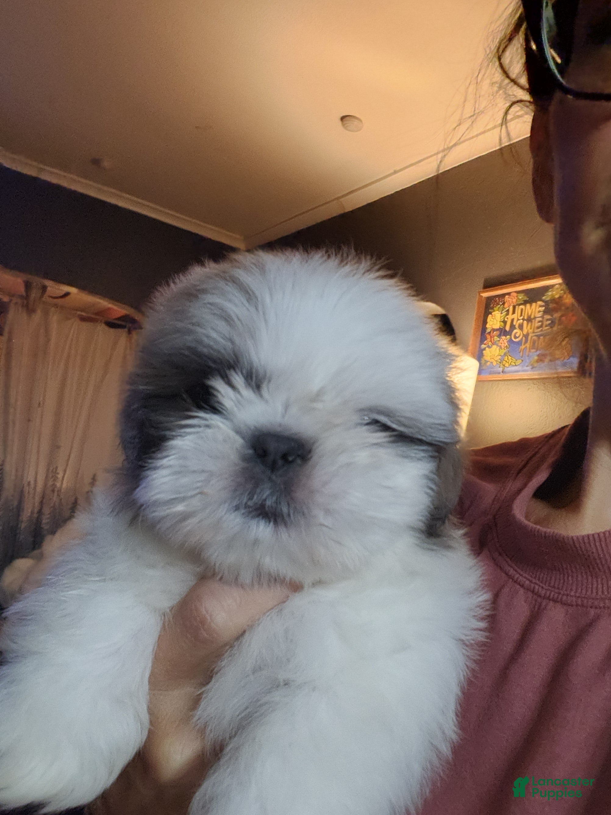 Shih Tzu dogs Shih Tzu Puppy 5 - Ad 13