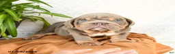 English Bulldog dogs for sale: Raymond - Ad 4