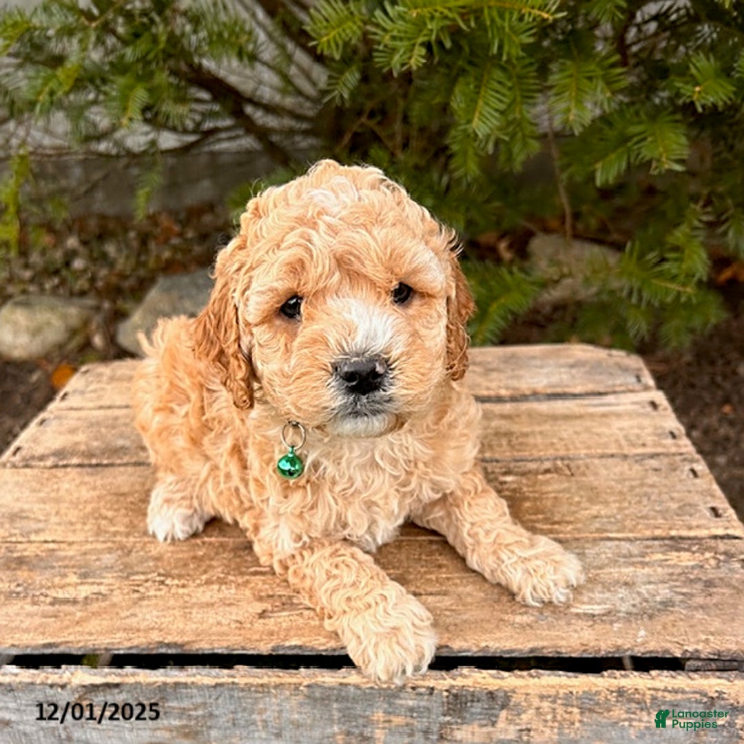 Cockapoo dogs for sale: Leo - Ad 2