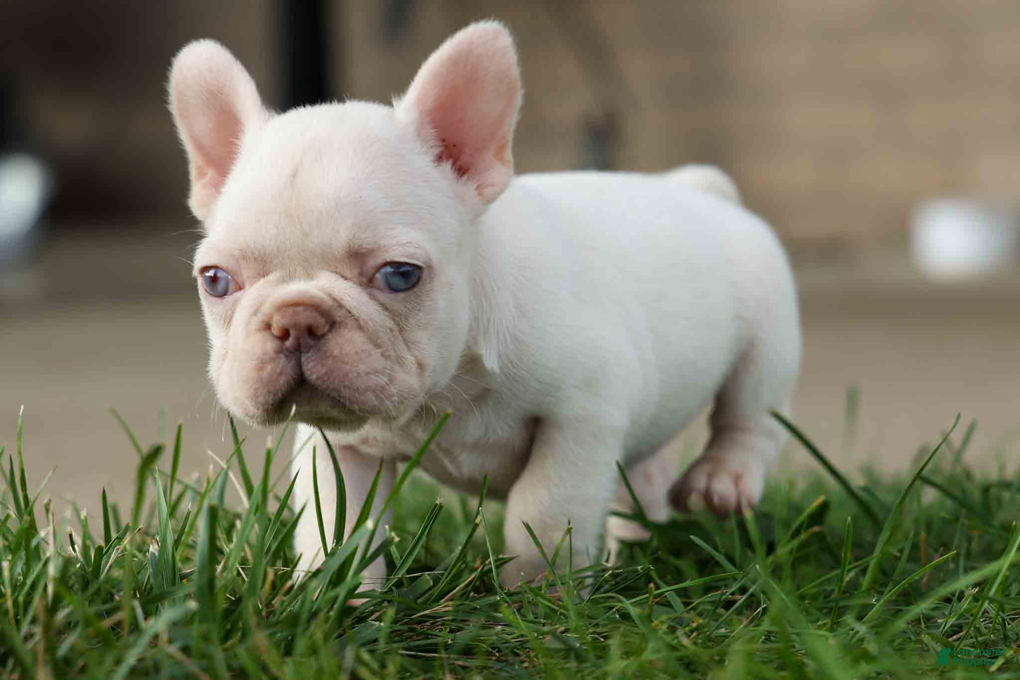 French Bulldog dogs  Rosa💖 - Ad 1