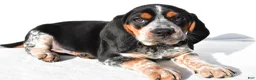 Beagle dogs for sale: Mike - Ad 8