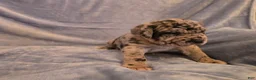 Mixed Breed dogs for sale: Dozer - Ad 3