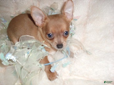 Chihuahua dogs Chihuahua 3 - Ad 2