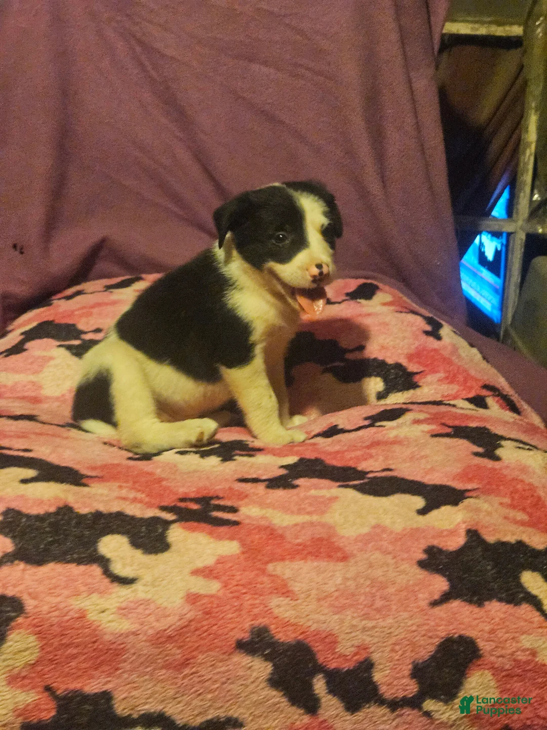 Border Collie dogs for sale: Tia (Call-Text) - Ad 1