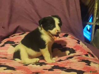 Border Collie dogs Tia (Call-Text) - Ad 29