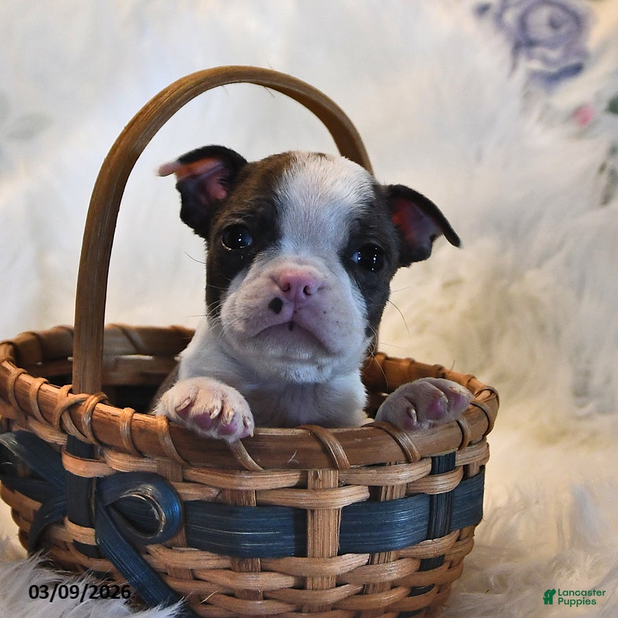Boston Terrier dogs London - Ad 1
