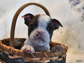 Boston Terrier dogs for sale: London - Ad 4