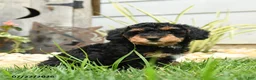 Miniature Poodle dogs for sale: Tundra - Ad 2