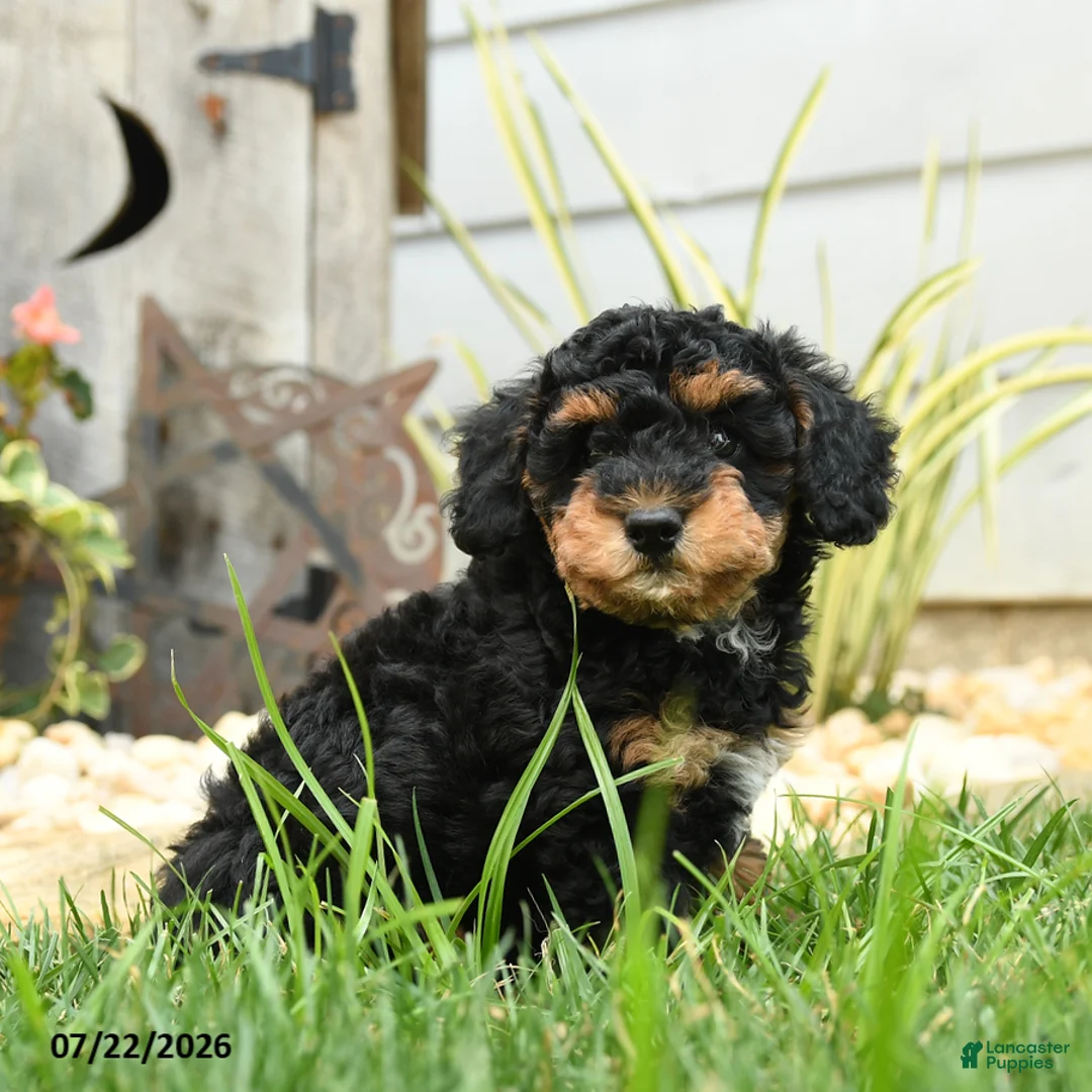 Miniature Poodle dogs for sale: Tundra - Ad 2