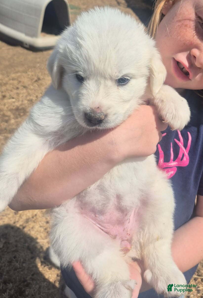 Great Pyrenees dogs Boy 1 - Ad 23