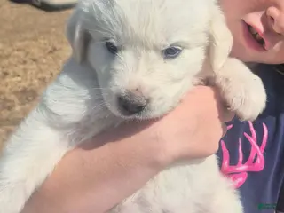 Great Pyrenees dogs Boy 1 - Ad 23