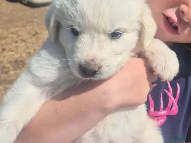 Great Pyrenees dogs for sale: Boy 1 - Ad 15