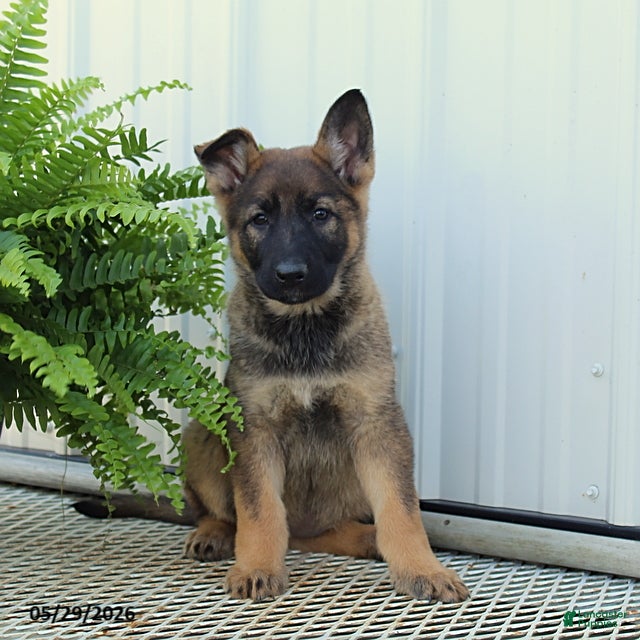 German Shepherd dogs Tasha - Ad 2