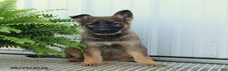 German Shepherd dogs for sale: Tasha - Ad 2