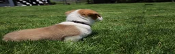 Welsh Corgi Pembroke dogs for sale: Willow  - Ad 10