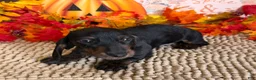Miniature Dachshund dogs for sale: Simon - Ad 2