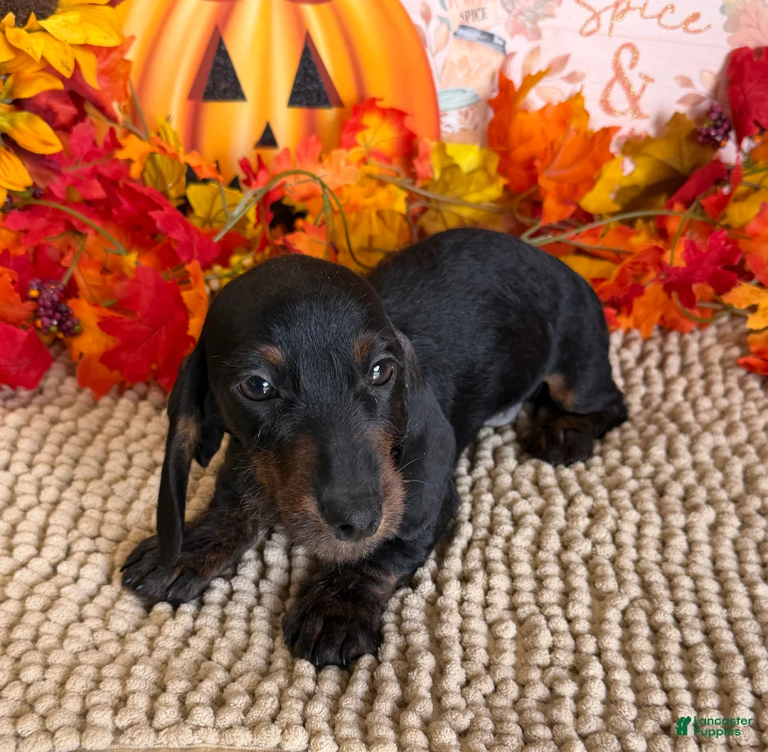Miniature Dachshund dogs for sale: Simon - Ad 2