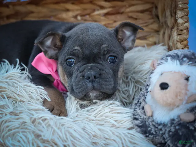 Frenchton dogs Paris 🎀 - Ad 1