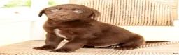 Labrador Retriever dogs for sale: Ricky - Ad 3