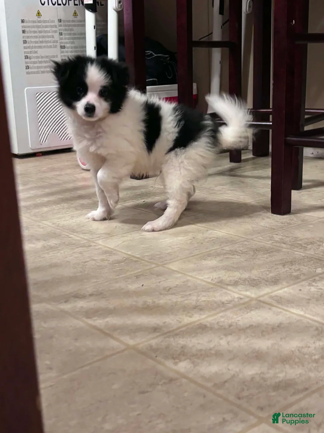 Pomeranian dogs for sale: Pomeranian 1 - Ad 1