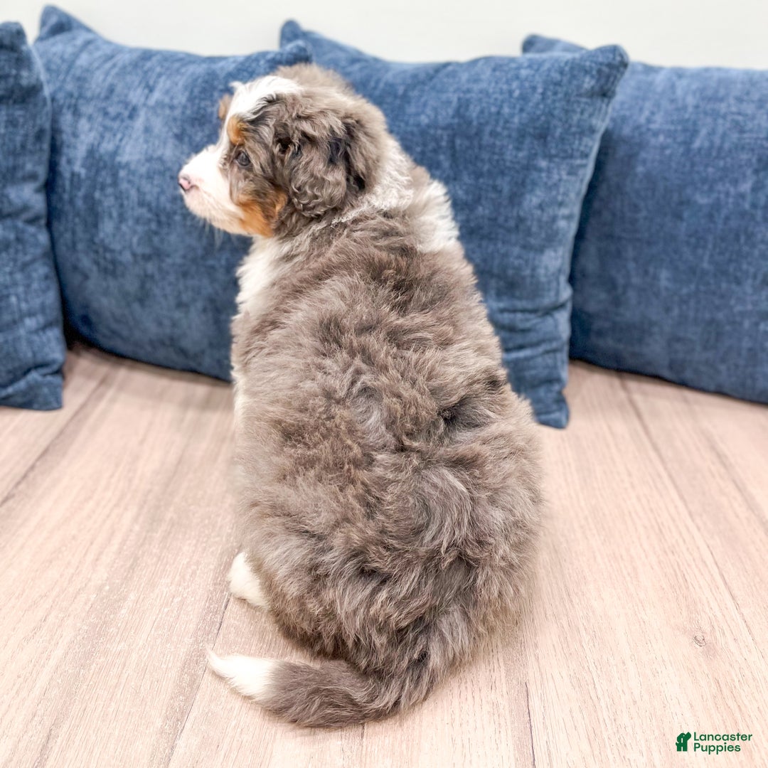 Mini Bernedoodle dogs for sale: Annie - Ad 5