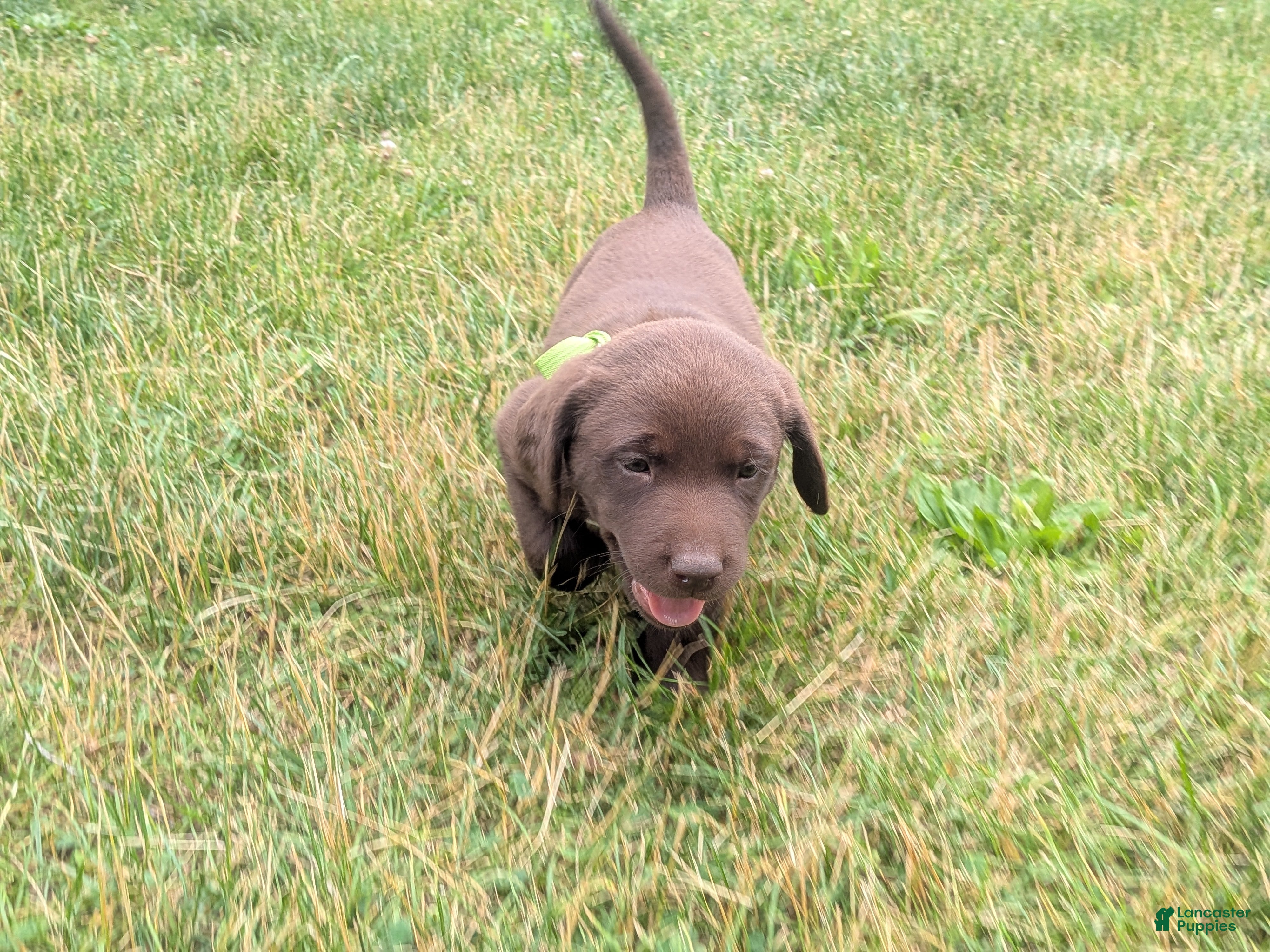 Labrador Retriever dogs Chocolate Male (Neon) - Ad 33