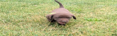 Chocolate Male (Neon)