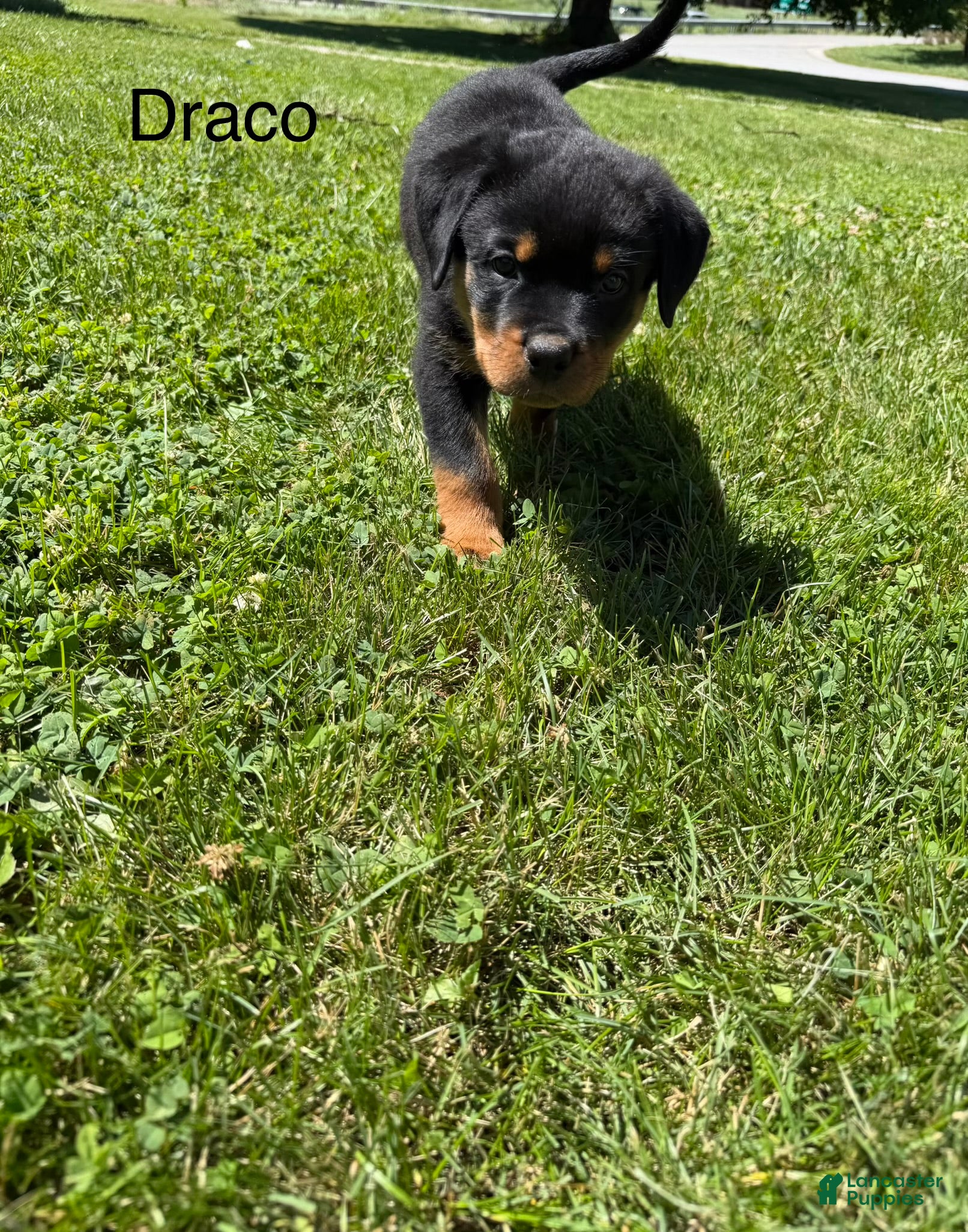 Rottweiler dogs Draco - Ad 2
