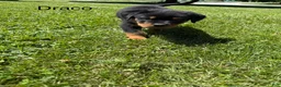 Rottweiler dogs for sale: Draco - Ad 2